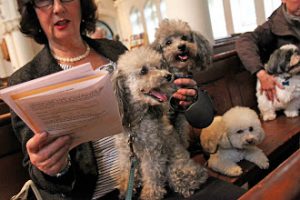 Dogs in church