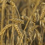 harvest (2)